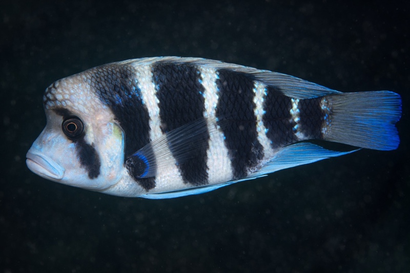 Cyphotilapia frontosa 'Lumbye Bay'